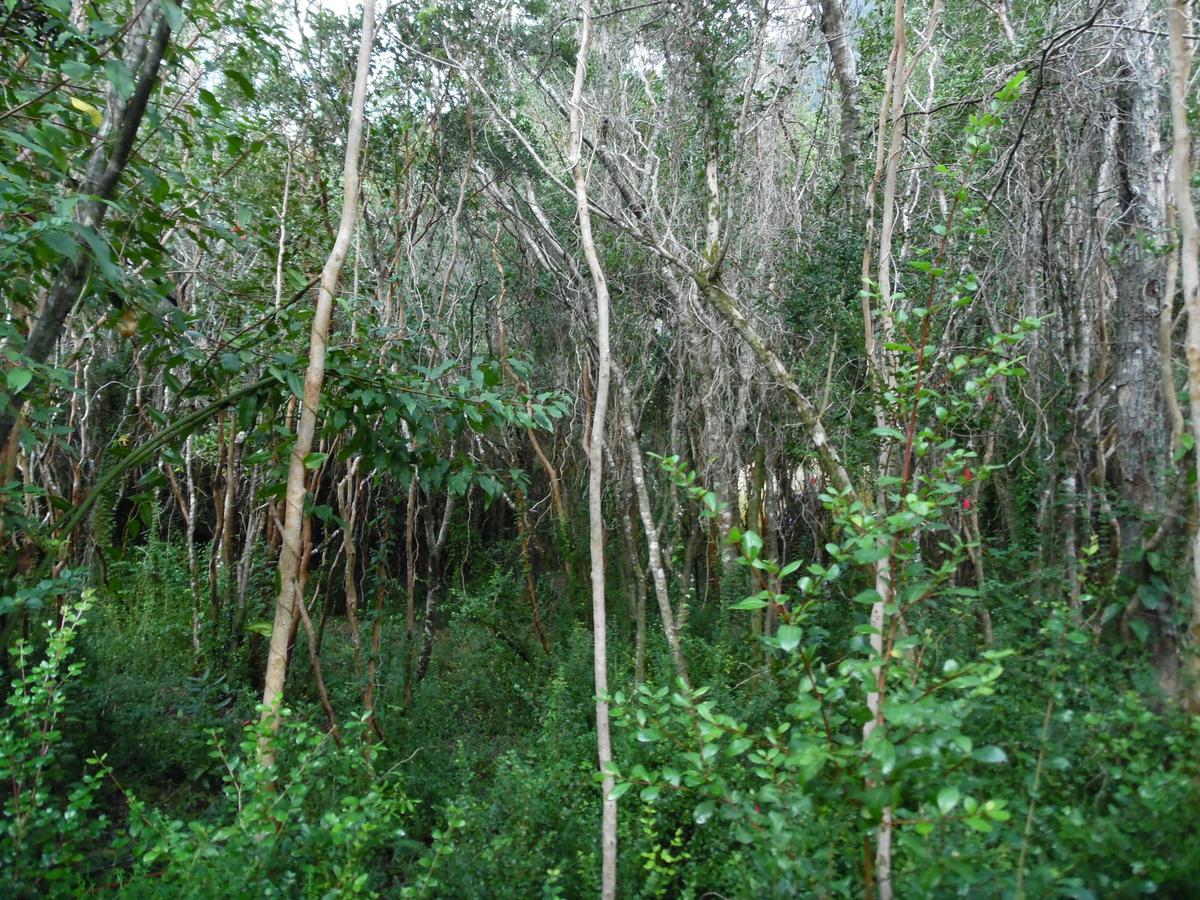RininahueCuyinco Domos别墅 外观 照片